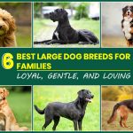 6 Best Large Dog Breeds for Families