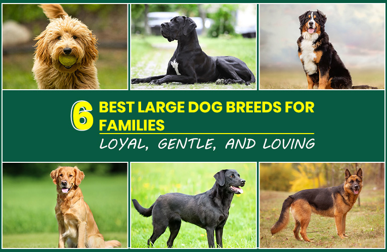 6 Best Large Dog Breeds for Families