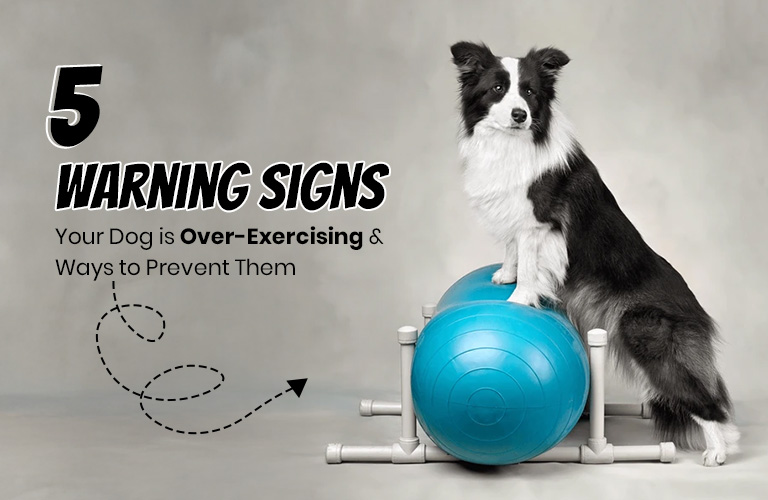 Symptoms of Over-Exercising in Dogs