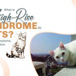 What Is High-Rise Syndrome in cats