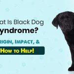 what is black dog syndrome