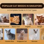 Popular Cat Breeds in Singapore