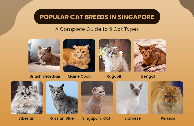 Popular Cat Breeds in Singapore