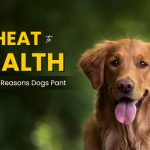 Why Do Dogs Pant? Understanding Canine Panting and Its Causes