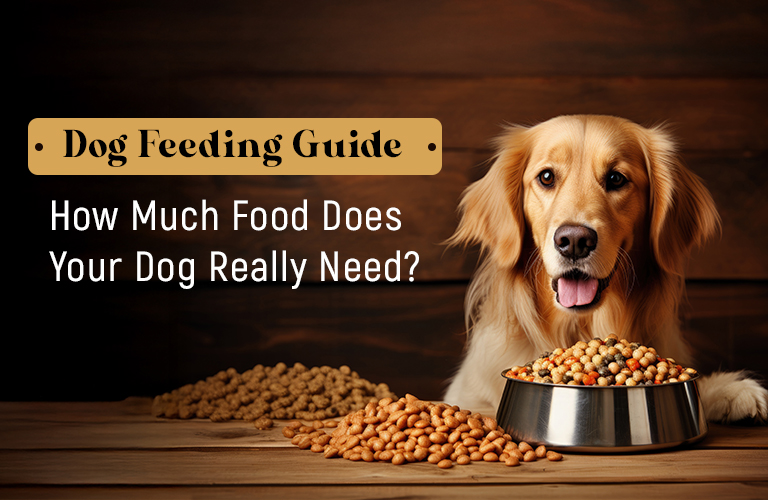 dog feeding guide