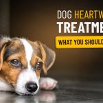 Dog Heartworm Treatment: What You Should Know