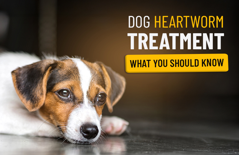 Dog Heartworm Treatment: What You Should Know