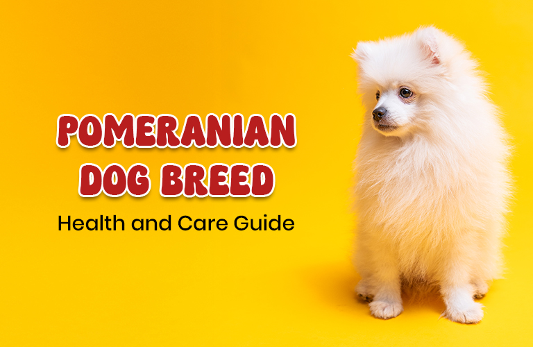 Pomeranian Dog Breed