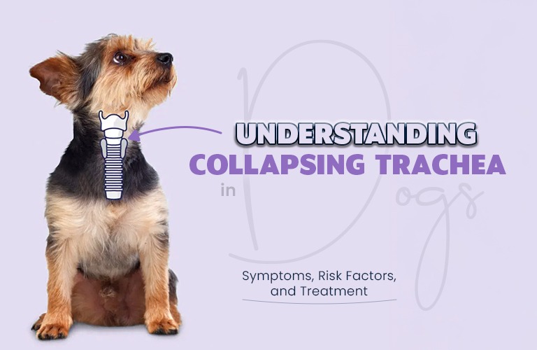 Collapsing Trachea in Dogs