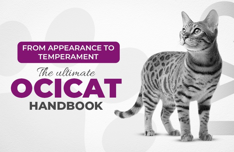 ocicat cat health and care guide