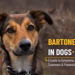 Bartonella in Dogs