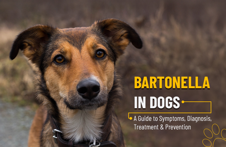 Bartonella in Dogs