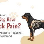 Why Does My Dog Have Back Pain? 5 Possible Reasons Explained