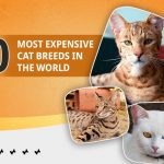most expensive cat breeds in the world