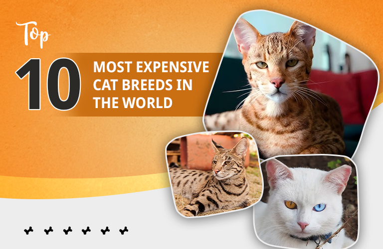most expensive cat breeds in the world