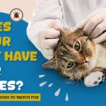 Does Your Cat Have Ear Mites? Warning Signs to Watch For