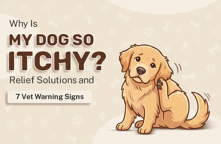 Why Is My Dog So Itchy? Relief Solutions and 7 Vet Warning Signs