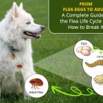 The Flea Life Cycle Explained: Stages, Timeline, and Prevention Tips