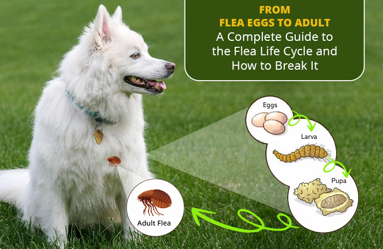The Flea Life Cycle Explained: Stages, Timeline, and Prevention Tips