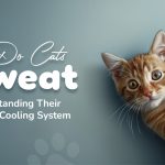 Do Cats Sweat - Understanding Their Body’s Cooling System