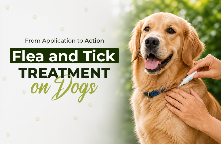 How Long Does Flea and Tick Medicine Take to Work on Dogs?
