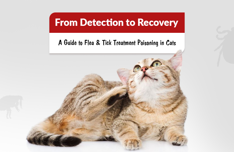 Flea and Tick Poisoning in Cats