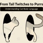 From Tail Twitches to Purrs – Understanding Cat Body Language