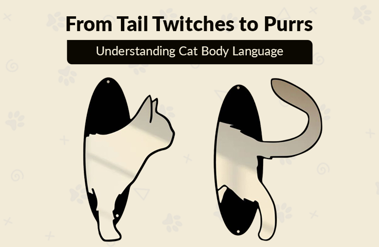 From Tail Twitches to Purrs – Understanding Cat Body Language