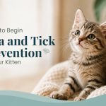 When to Begin Flea and Tick Prevention for Your Kitten