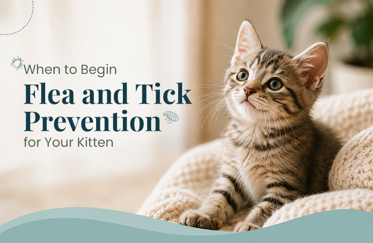 When to Begin Flea and Tick Prevention for Your Kitten