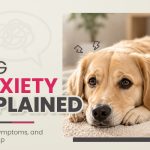 Dog Anxiety Explained: Causes, Symptoms, and How to Help