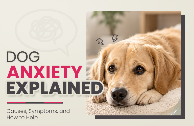 Dog Anxiety Explained: Causes, Symptoms, and How to Help