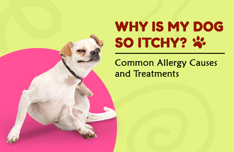 Why Is My Dog So Itchy? Common Allergy Causes and Treatments
