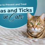 How to Prevent and Treat Fleas and Ticks in Cats