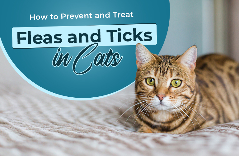 How to Prevent and Treat Fleas and Ticks in Cats