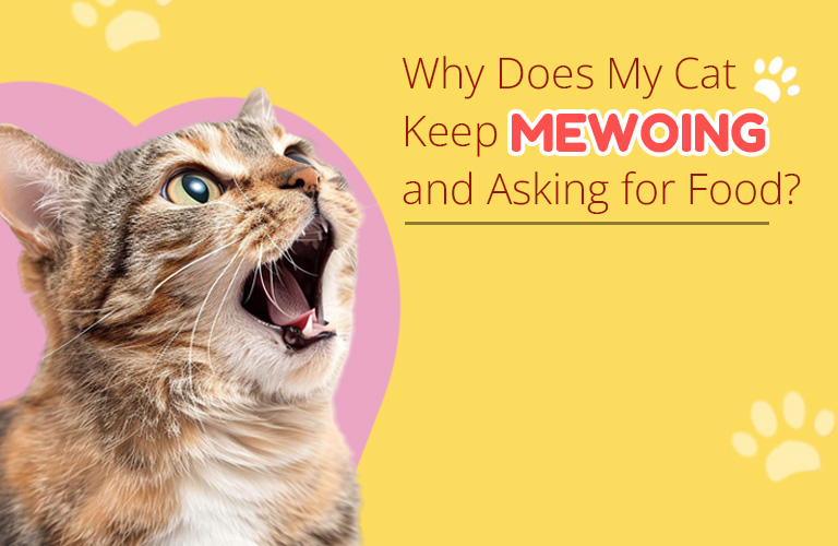 Why Does My Cat Keep Meowing and Asking for Food?