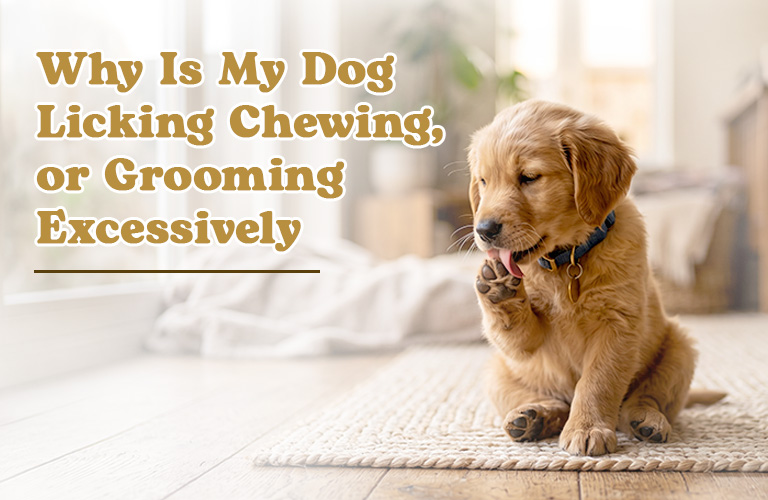 What Causes Excessive Licking, Chewing or Grooming in Dogs?